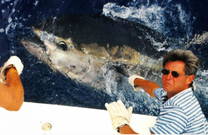 Blauflossenthun - Kroatien