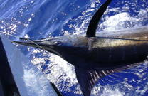 Schwertfisch in Kroatien