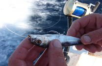 Köder für Big Game Fishing