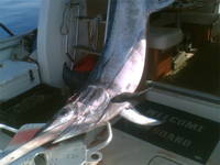 Schwertfisch in Kroatien