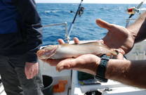 Köder Hochseefischen