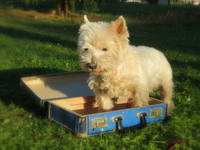 Einreise Haustiere Kroatien