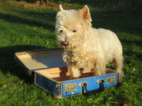 Einreise mit Haustier nach Kroatien