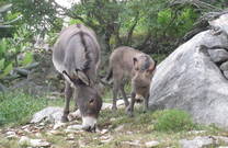 Esel auf dem Landgasthof Baculov Dvor