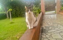 Konoba Batelina Katze Nova