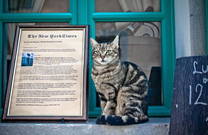 Konoba Mondo - New York Times - Motovun, Istrien, Kroatien