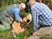 Zigante Trüffelsuche