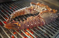 Restaurant Laurus - Hummer