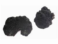 Schwarzer Trüffel - Tuber melanosporum