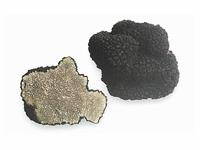 Sommertrüffel - Tuber aestivum Vitt.