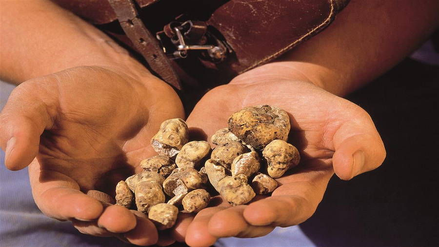 Trüffel - Wertvolle Knolle