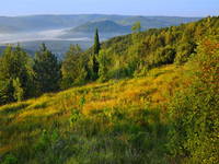 Trüffelgebiet Motovuner Wald