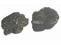 Wintertrüffel - Tuber brumale Vitt.