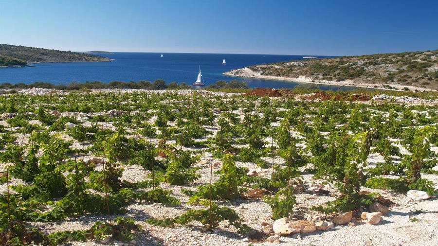 Weingärten von Suha Punta in Primosten