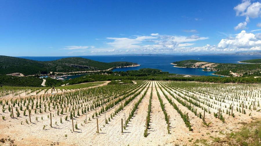 Weingut Tomic - Weinberg