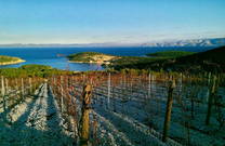 Weingarten Vinarija Tomic