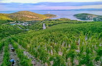 Weinberg - Harte Arbeit