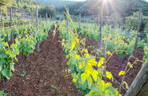 Weingarten - Rote Erde