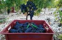 Vinarija Tomic - Weinlese