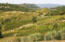 Benvenuti Vina - Weingärten