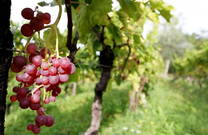 Benvenuti Vina - Weinreben