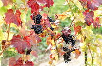 Weingut - Benvenuti Vina - Weinrebe rot