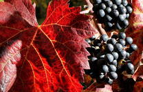 Weingut - Benvenuti Vina - Weinrebe rot