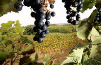 Weingut - Benvenuti Vina - rote Weintrauben