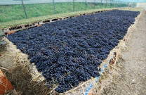 Benvenuti Vina - Trauben