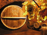 Winzer & Weingüter in Istrien