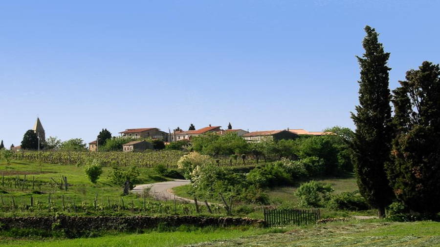 Weingut & Restaurant Sinkovic - Momjan, Istrien, Kroatien