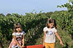 Weingut Trapan - Kinder bei der Weinernte
