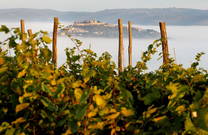 Benvenuti - Weingärten Motovun