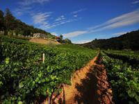 Weingut Kozlovic - Momjan, Istrien, Kroatien