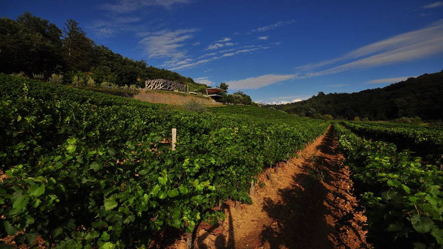 Weingut Kozlovic - Momjan, Istrien, Kroatien