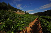 Vinarija Kozlovic - Weinberg