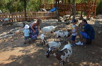 Der Streichelzoo im Dinopark