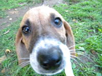 Hilfsprojekt Benkovac Zadar