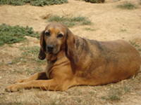 Tierschutzprojekt Kroatien