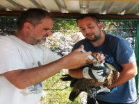 Mitglieder im Verein Birds of Prey Conservation Center