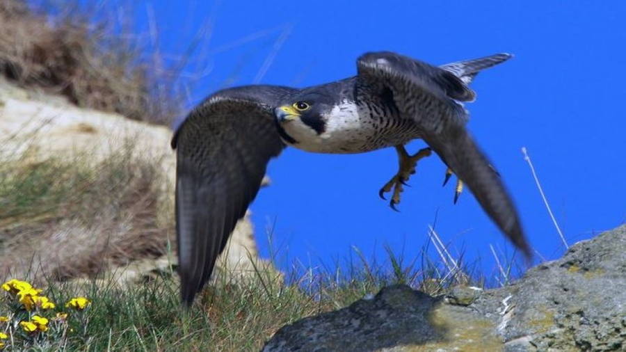 Raubvogleschutzzentrum Grifon in Kroatien