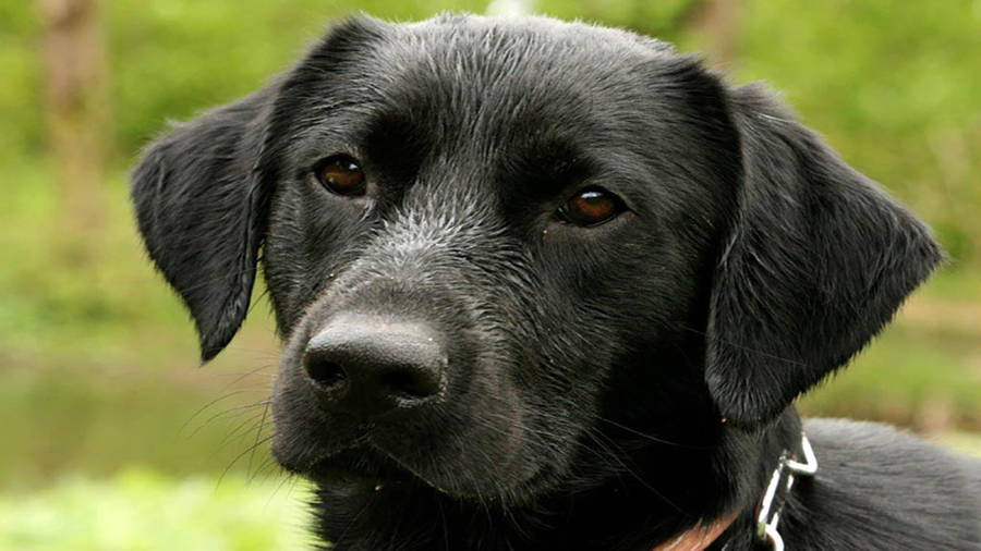 Tierschutzverein Tierhilfe Istrien