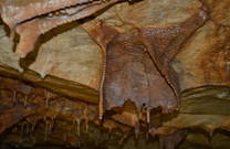 Fledermausflügel - Festinsko Kraljevstvo