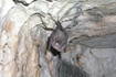 Fledermaus in der Paziner Höhle