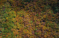 Buchenwälder, Nationalpark Paklenica
