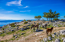 Naturpark Biokovo, Wildpferde