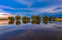 Panorama Kopacki rit