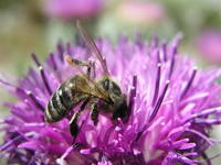 Pflanzen in Kroatien