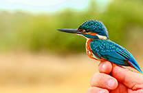 Eisvogel