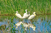 Zugvogel Löffler